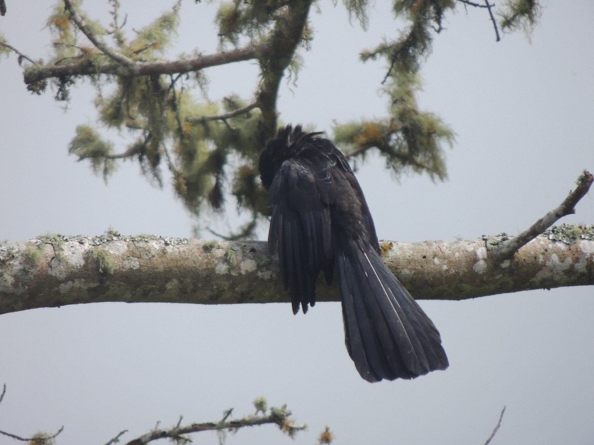 Smooth-billed Ani - Jennifer Castañeda Oviedo