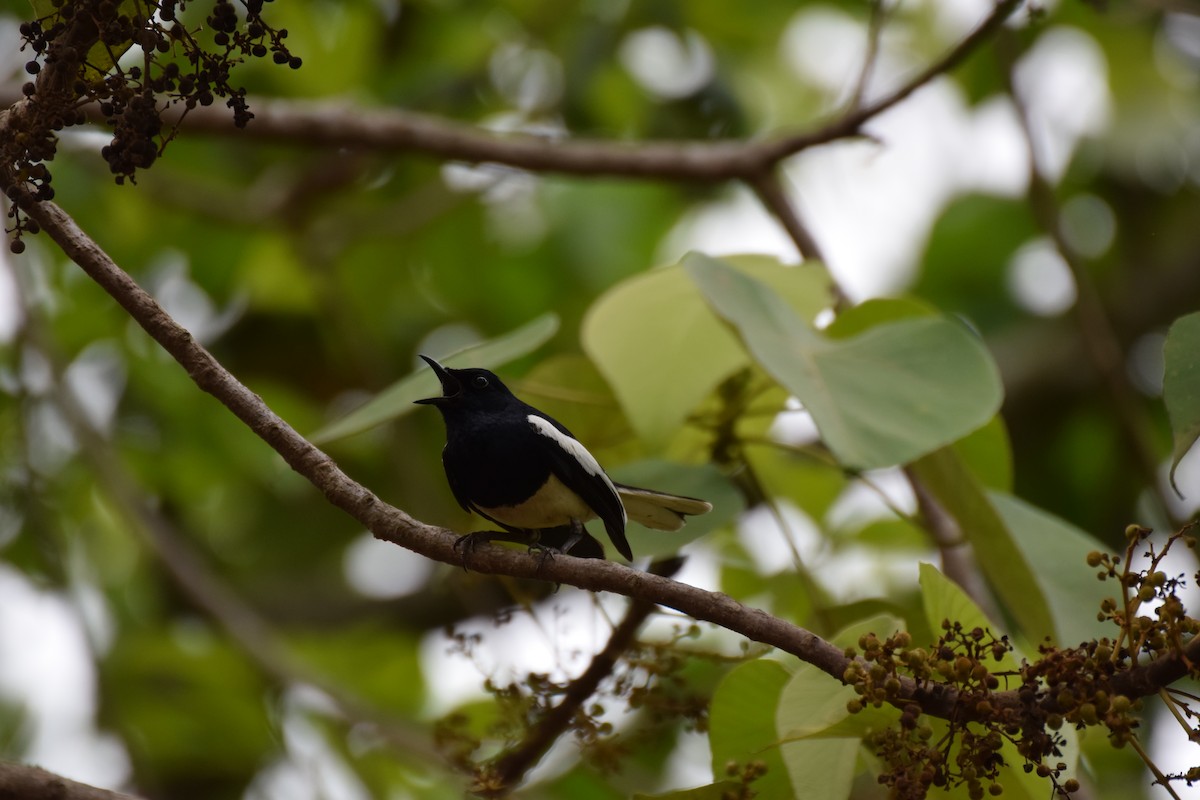 Oriental Magpie-Robin - Lathika  K K