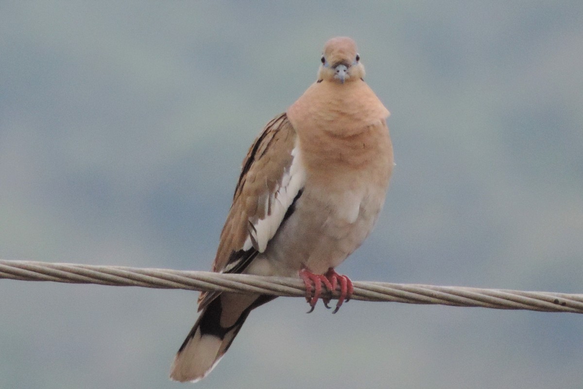 White-winged Dove - Pablo Garro