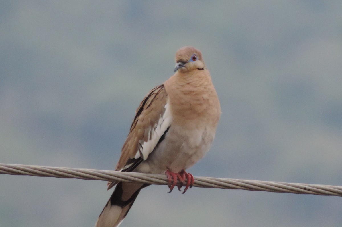 White-winged Dove - Pablo Garro