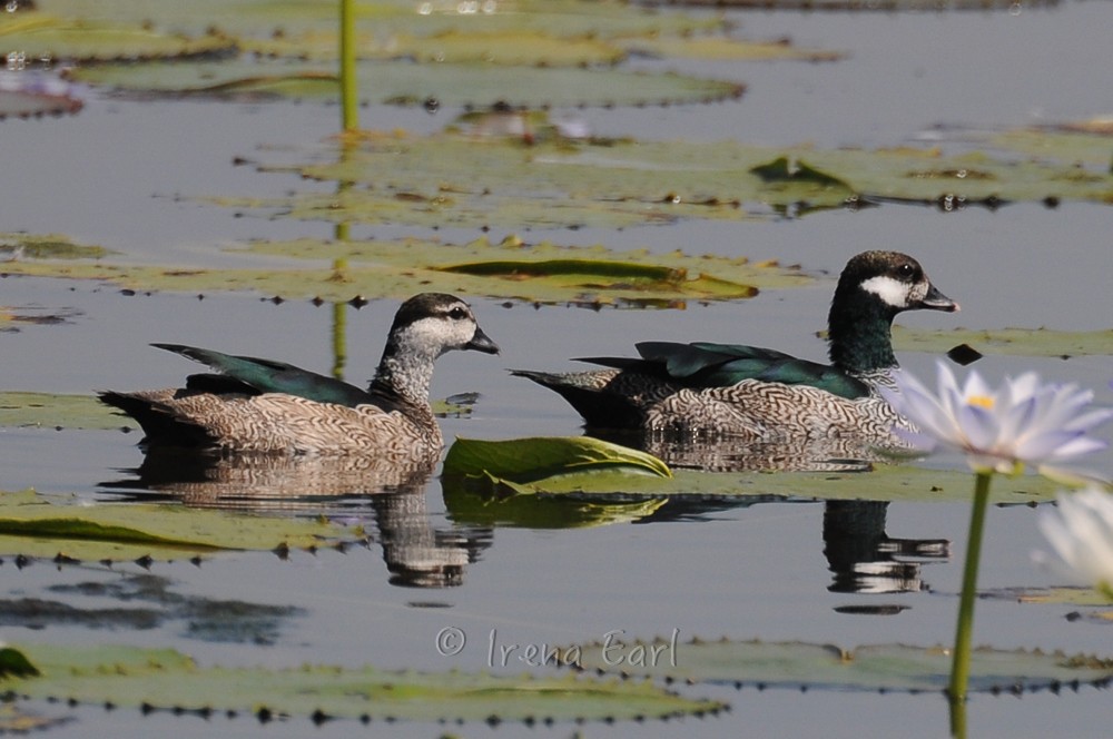 Green Pygmy-Goose - Hedley & Irena Earl