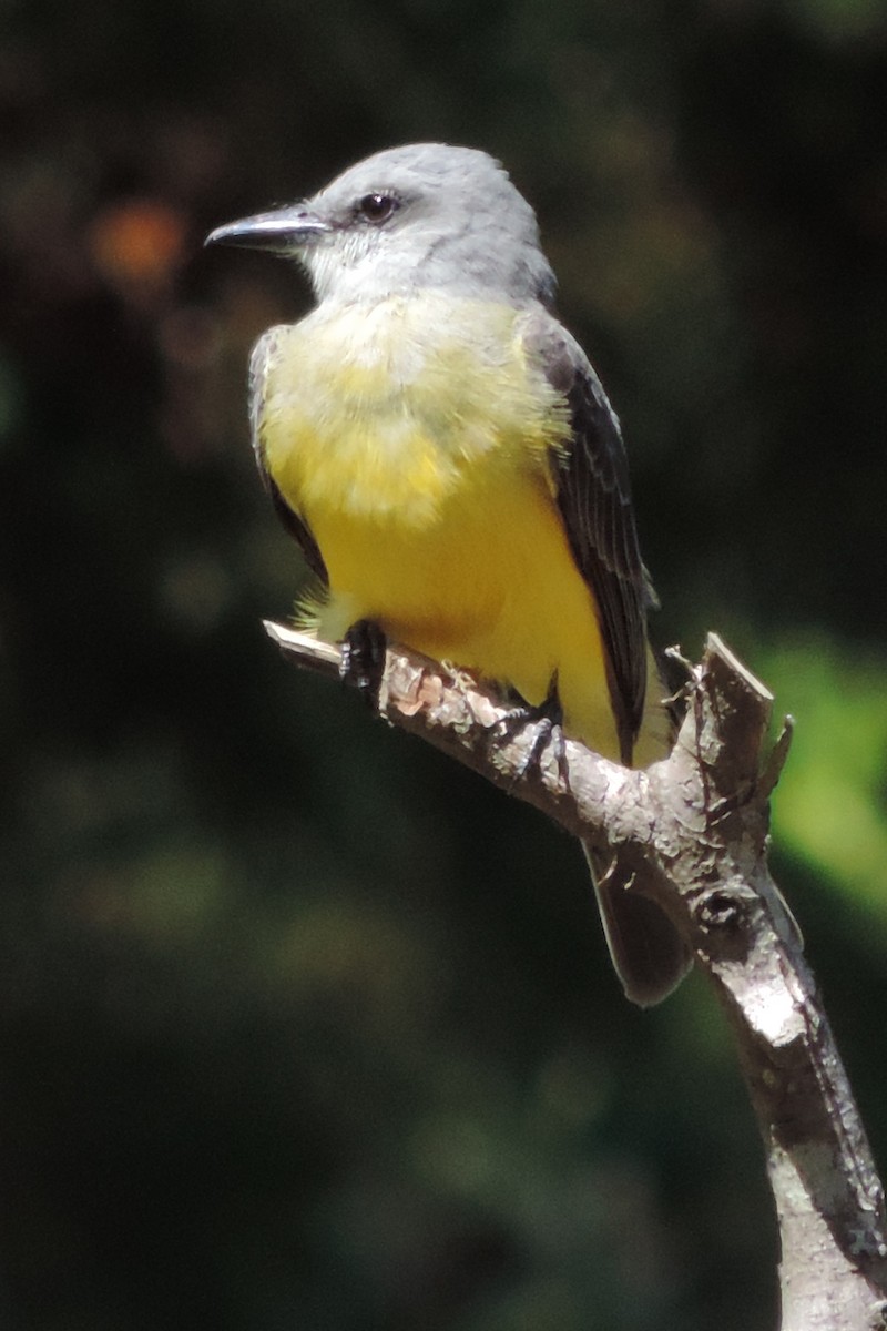 Tropical Kingbird - Pablo Garro