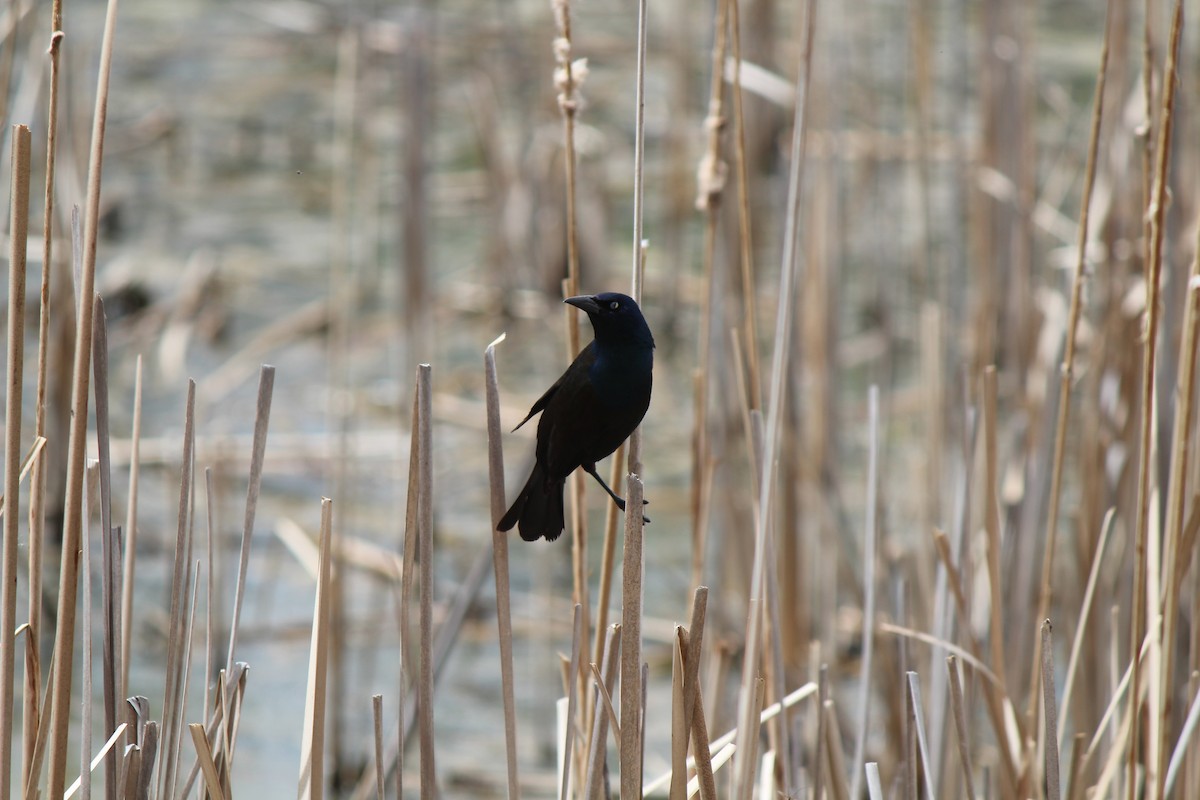 Common Grackle - ML99011721