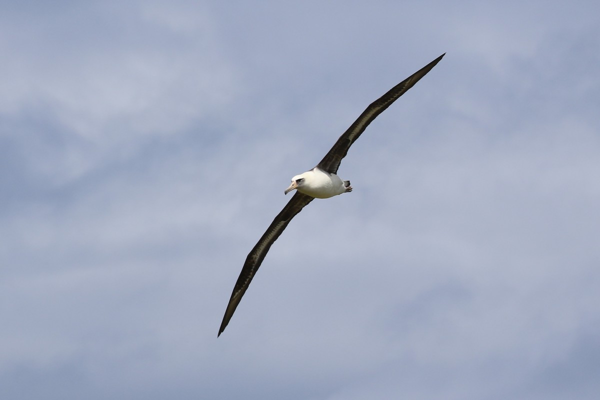 Темноспинный альбатрос - ML99012201