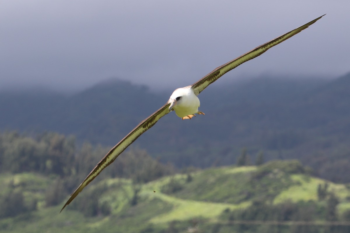 Albatros de Laysan - ML99012221