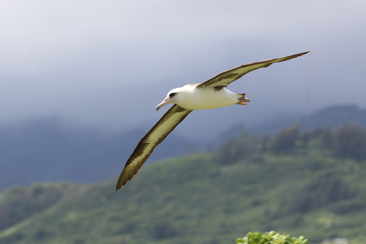 Laysan Albatross - ML99012231
