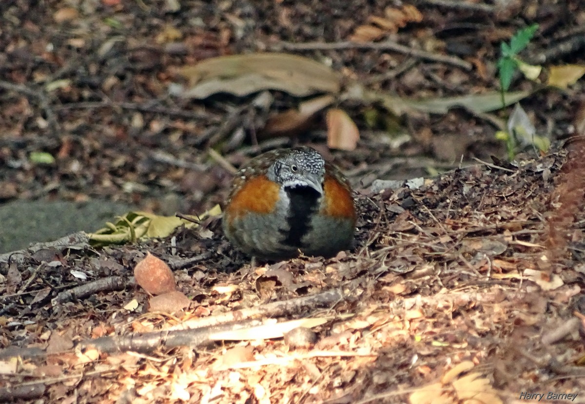 Madagascar Buttonquail - ML99013811