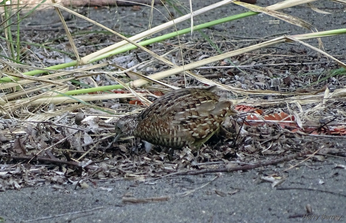 Madagascar Buttonquail - ML99013951