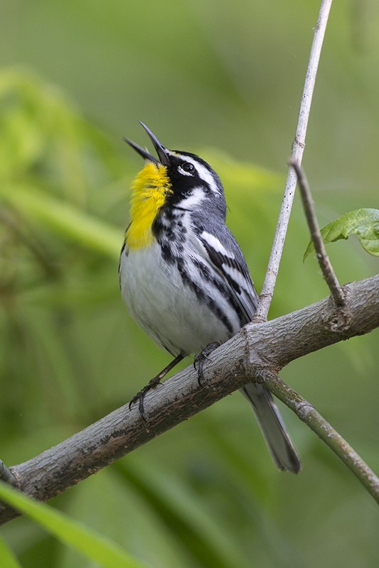 Yellow-throated Warbler - Martin Wall