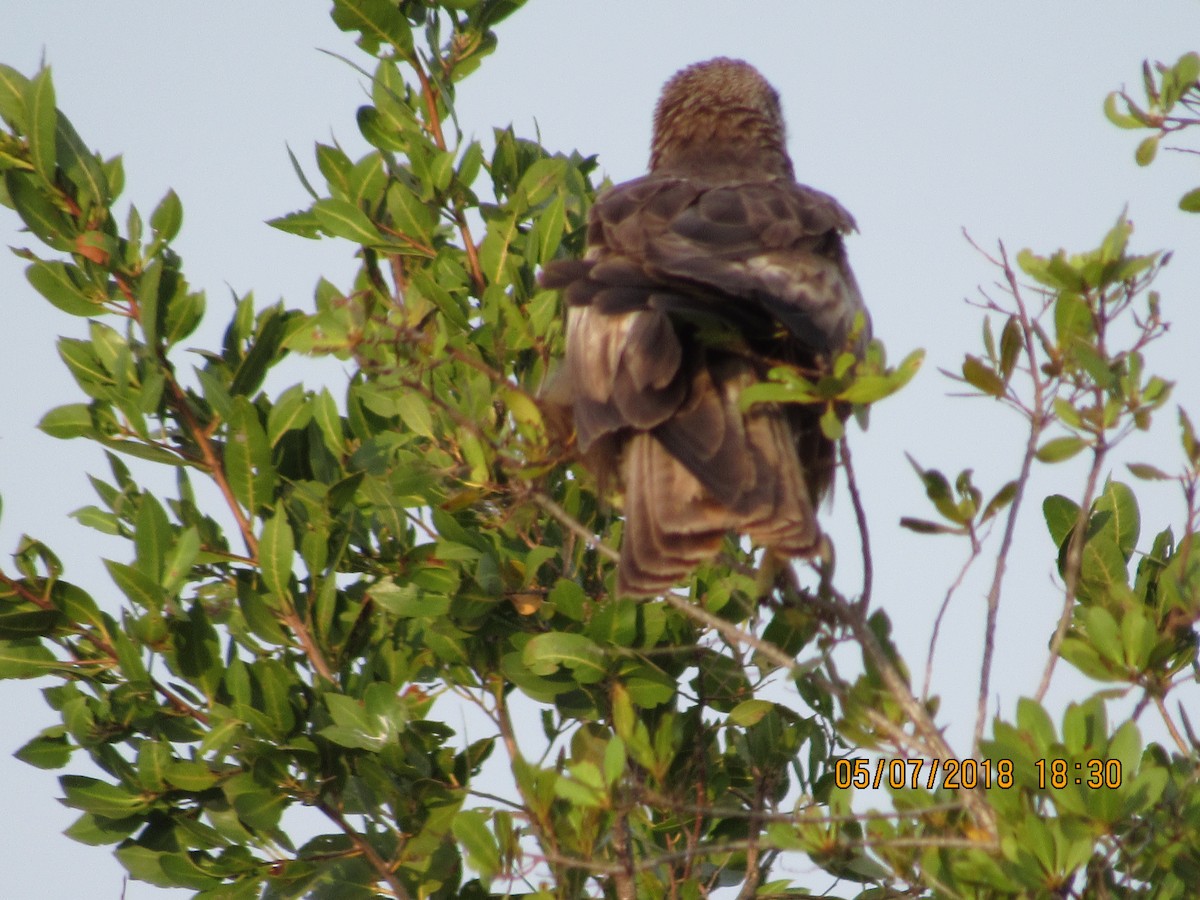 Black Kite - ML99015651