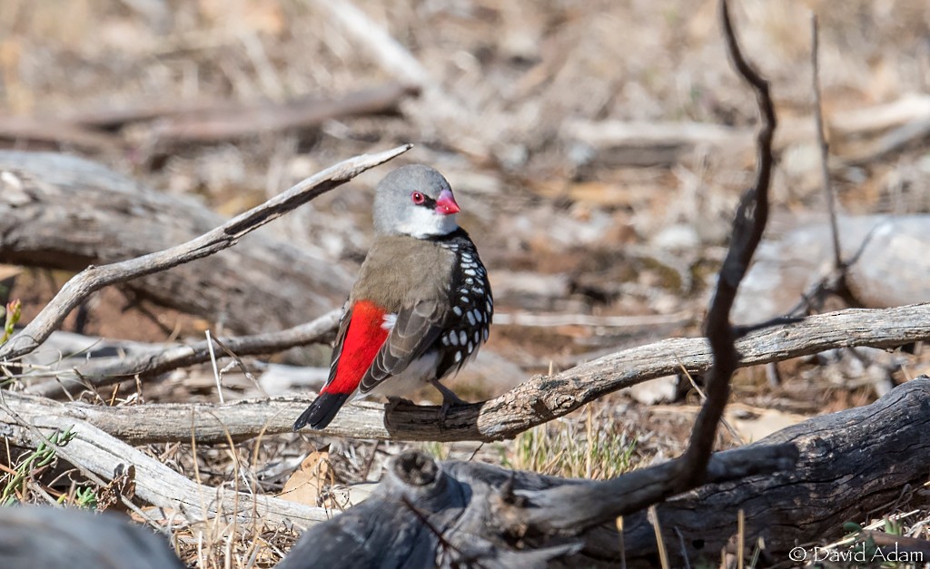 Diamond Firetail - David Adam