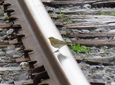 Palm Warbler - ML99016921