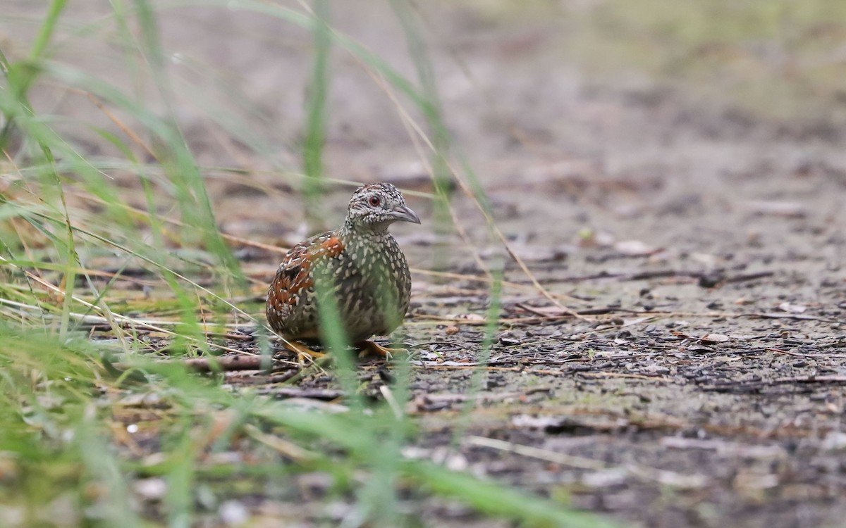 Painted Buttonquail - ML99016981