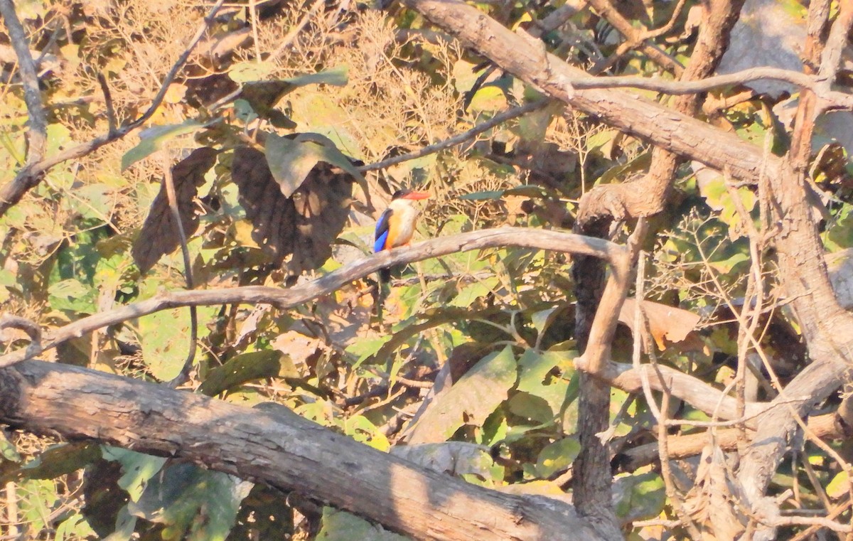 Black-capped Kingfisher - jenis patel