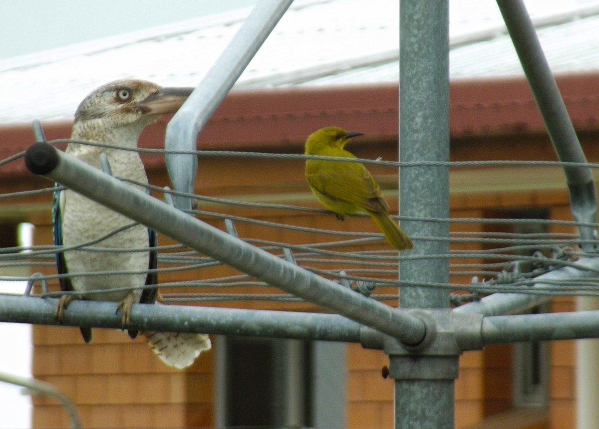 Yellow Honeyeater - ML99020061