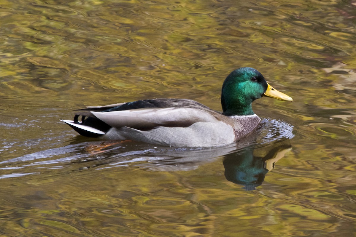 Mallard - ML99021471