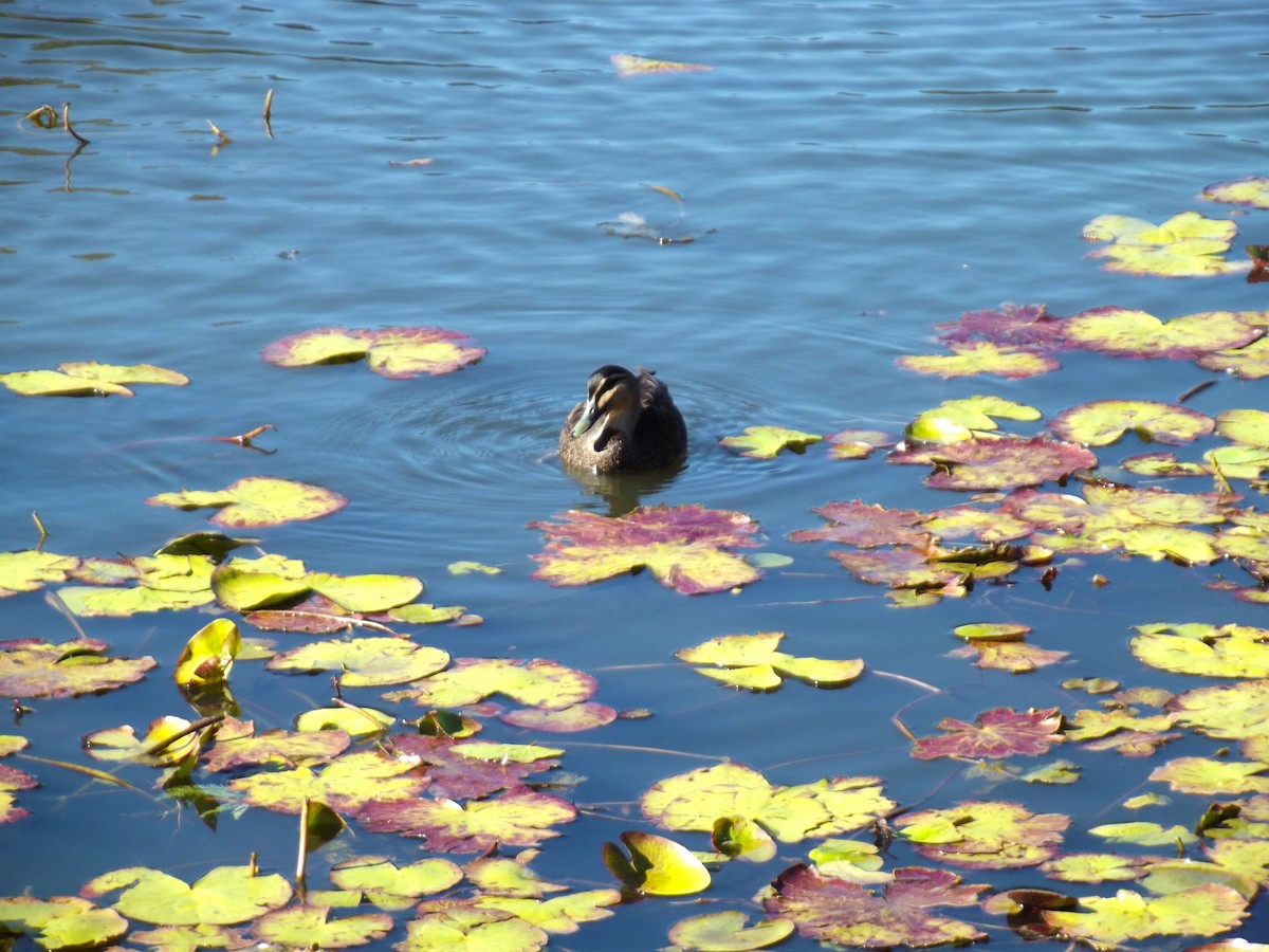 Pacific Black Duck - ML99021501