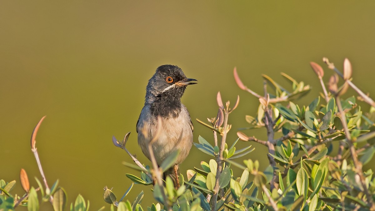 Rüppell's Warbler - ML99021581