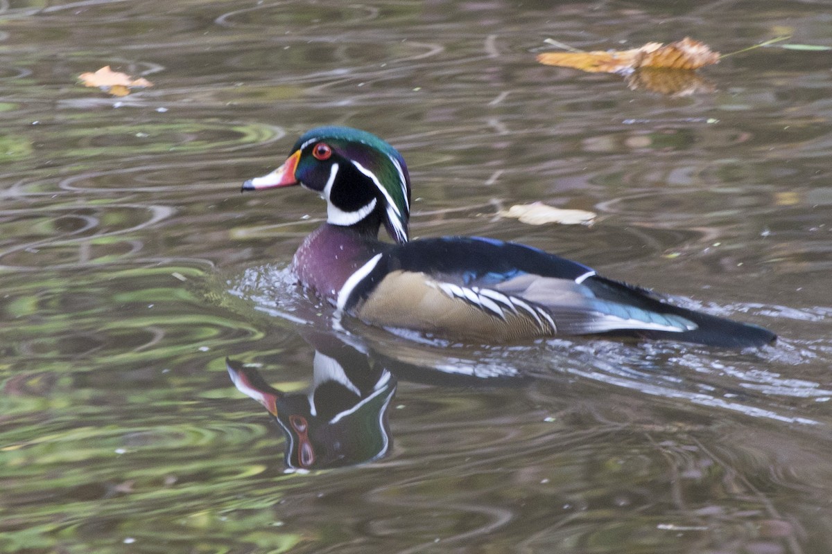 Wood Duck - ML99021671