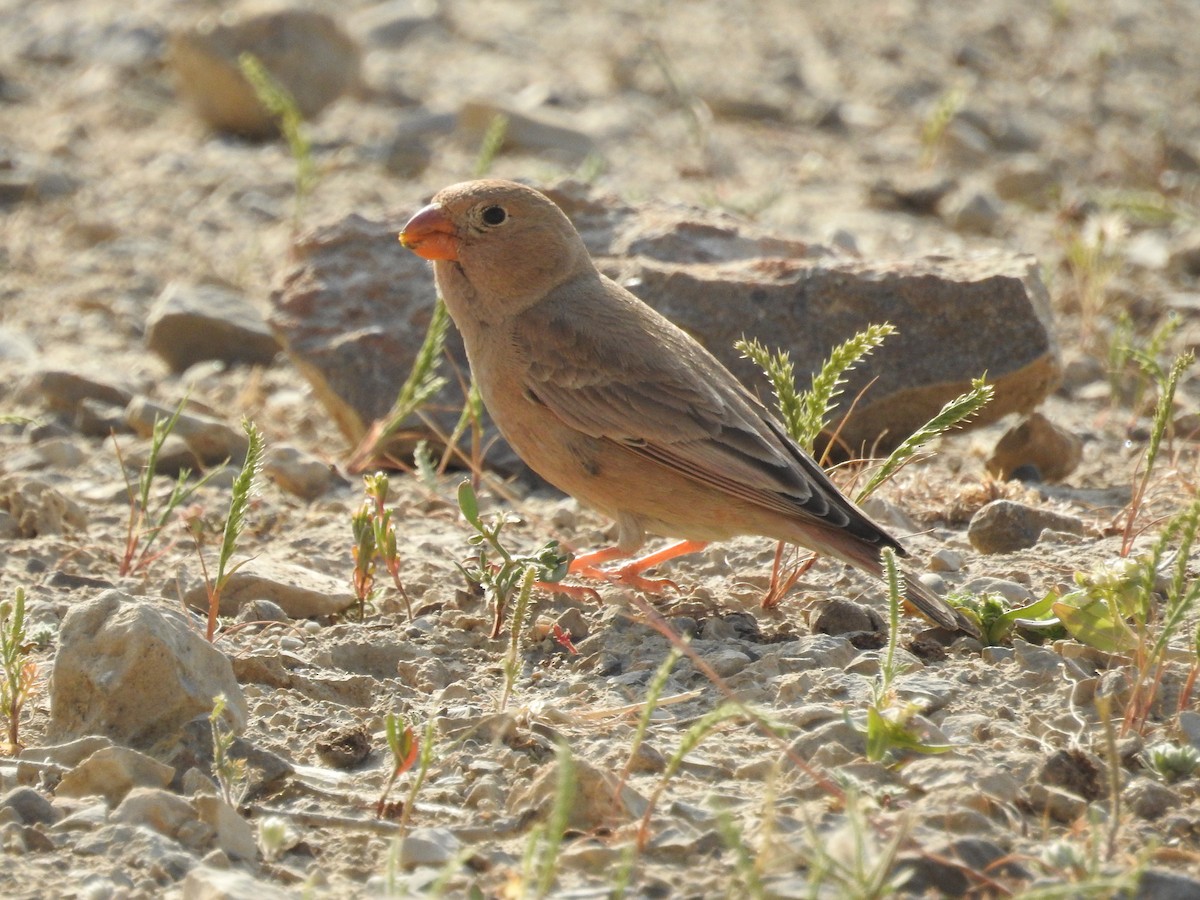 Trumpeter Finch - Yoshio Akasaka