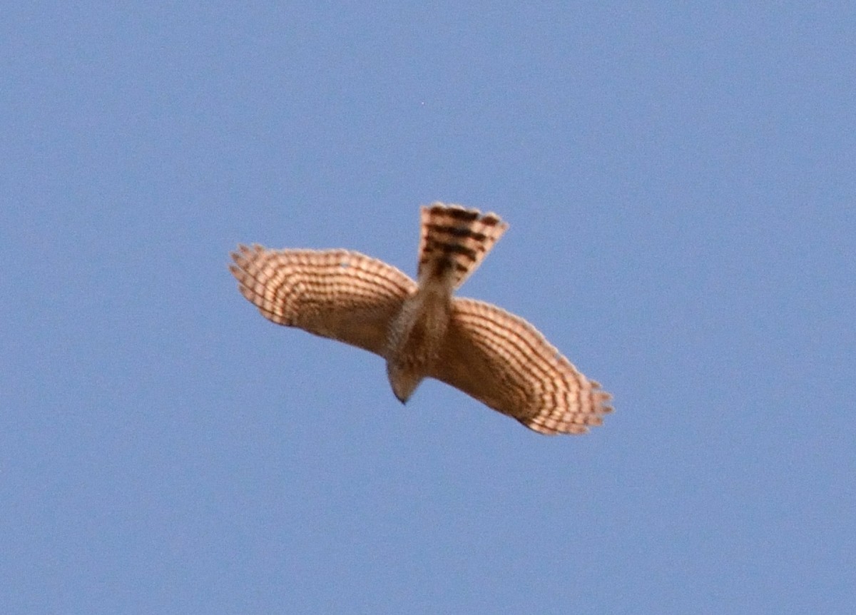 Sharp-shinned Hawk - ML99022001