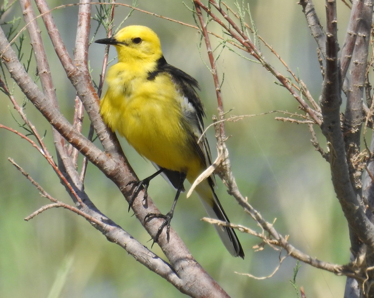 Citrine Wagtail - ML99022241