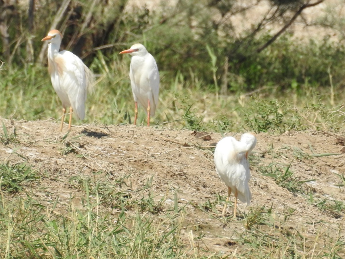 Western Cattle Egret - Yoshio Akasaka