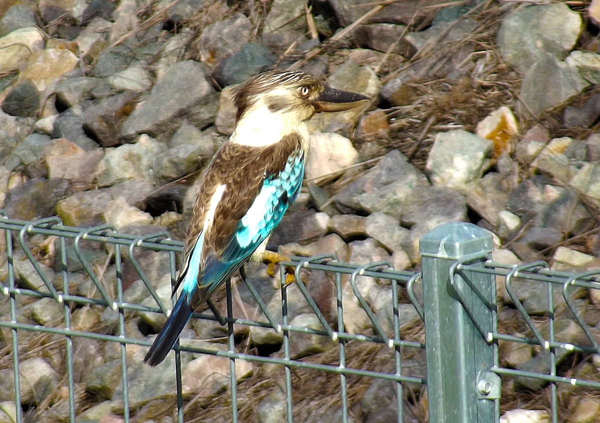 Blue-winged Kookaburra - ML99022801