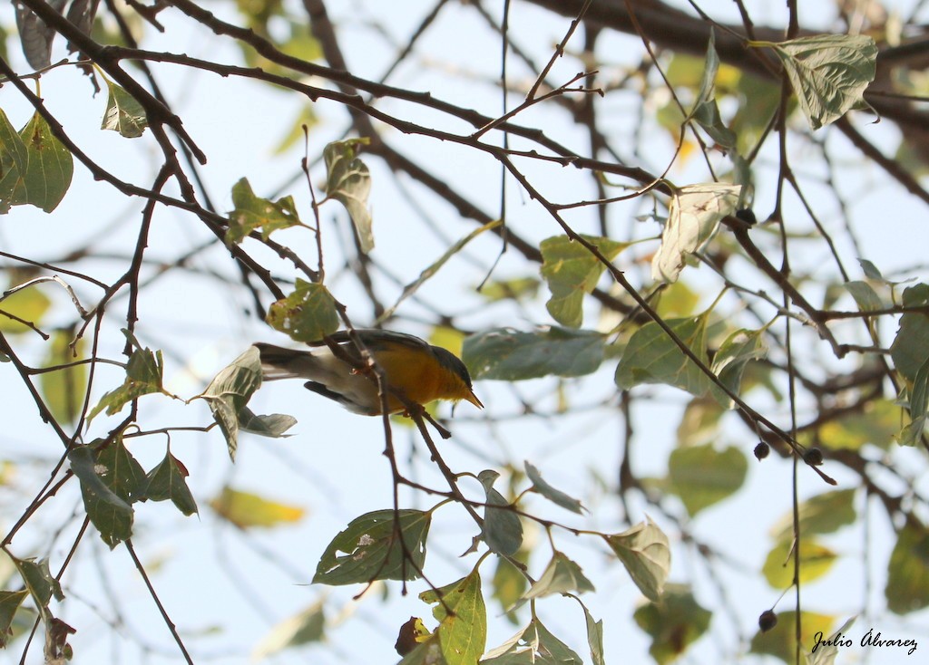 Parula Pitiayumí - ML99023661