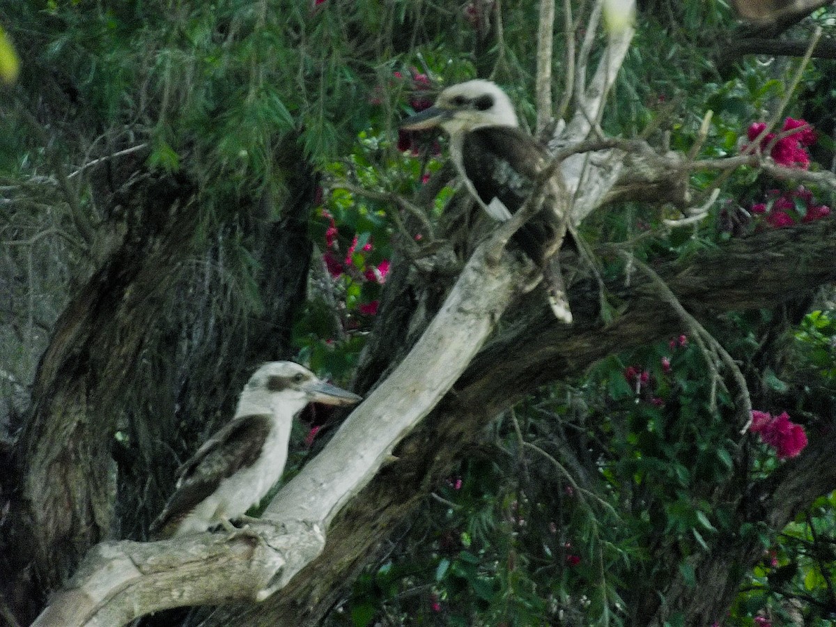 Laughing Kookaburra - ML99024181