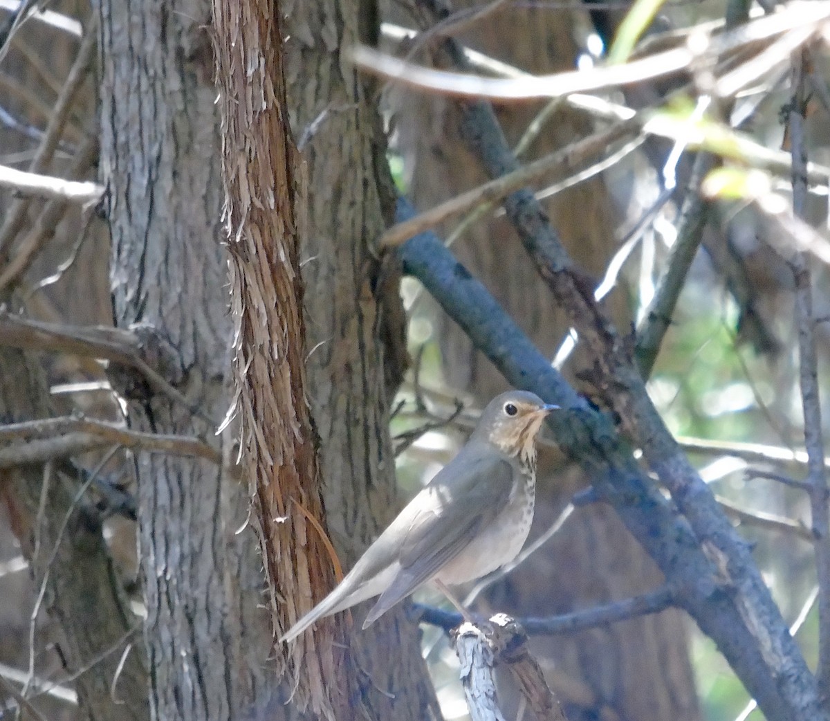 Swainson's Thrush - ML99024421