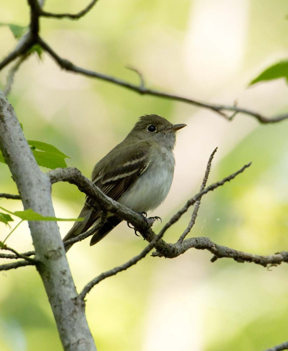 Acadian Flycatcher - Janis Stone