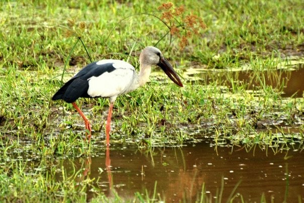 Asian Openbill - ML99025181