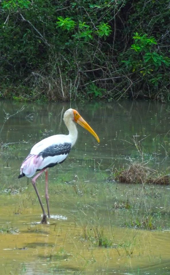 Painted Stork - ML99025461