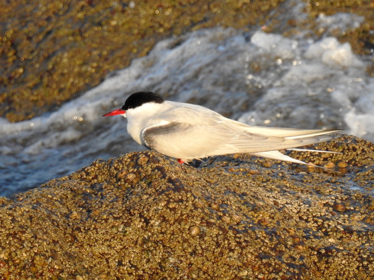 Arctic Tern - ML99025521