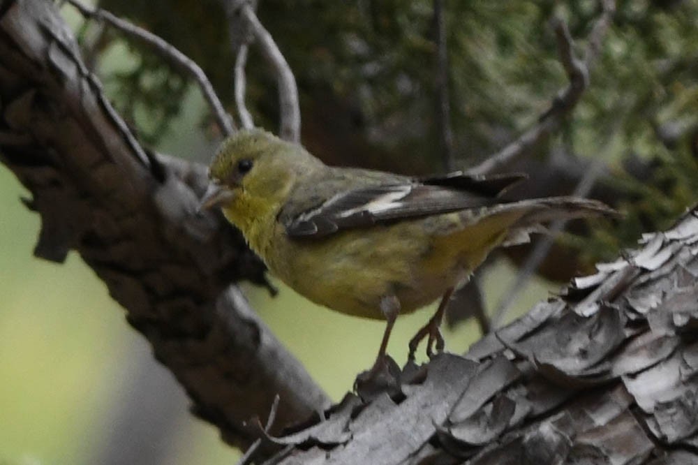 Lesser Goldfinch - ML99025871