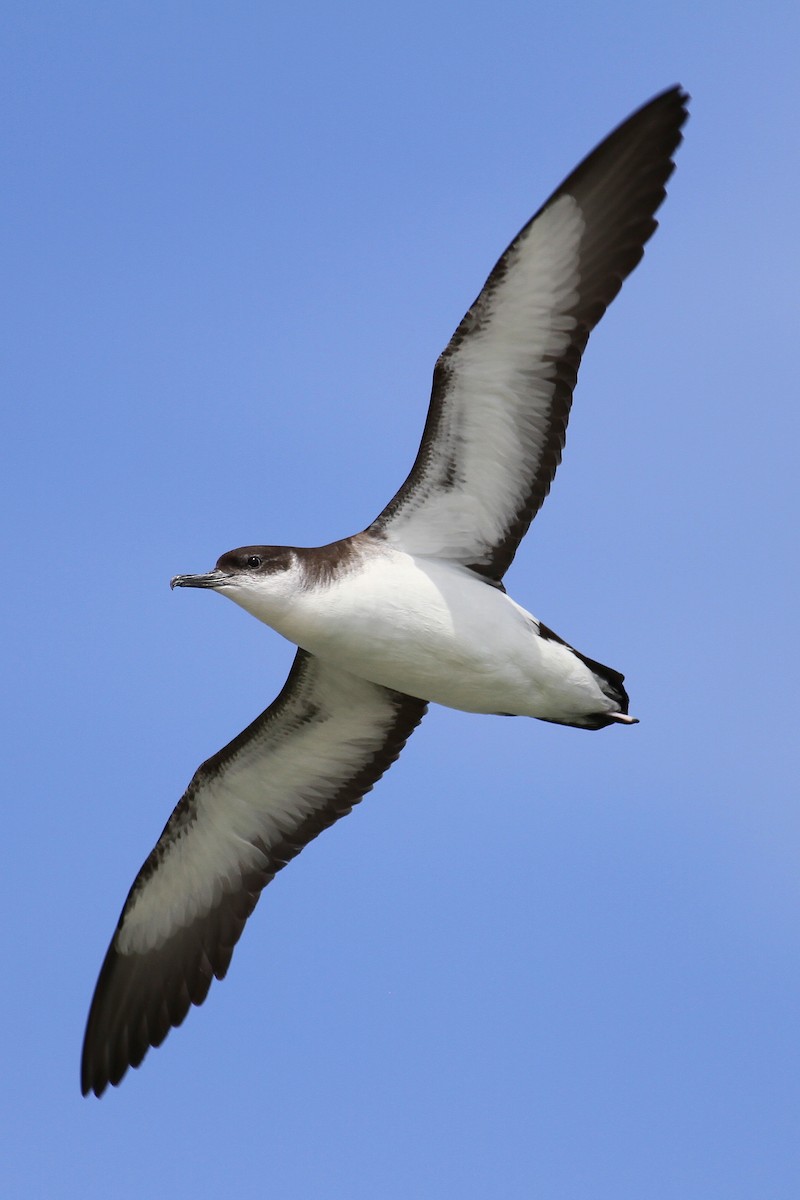 Manx Shearwater - ML99026001