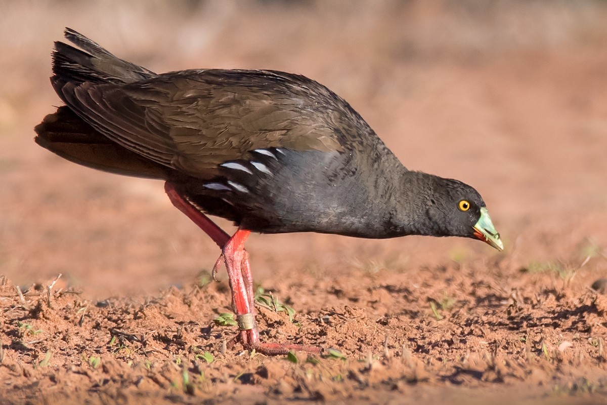 Black-tailed Nativehen - Hayley Alexander