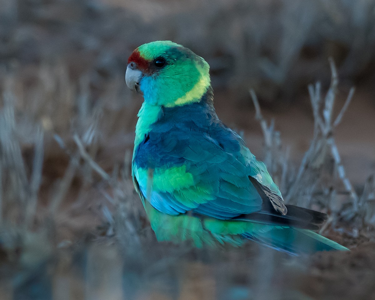 Perico de Port Lincoln - ML99026231