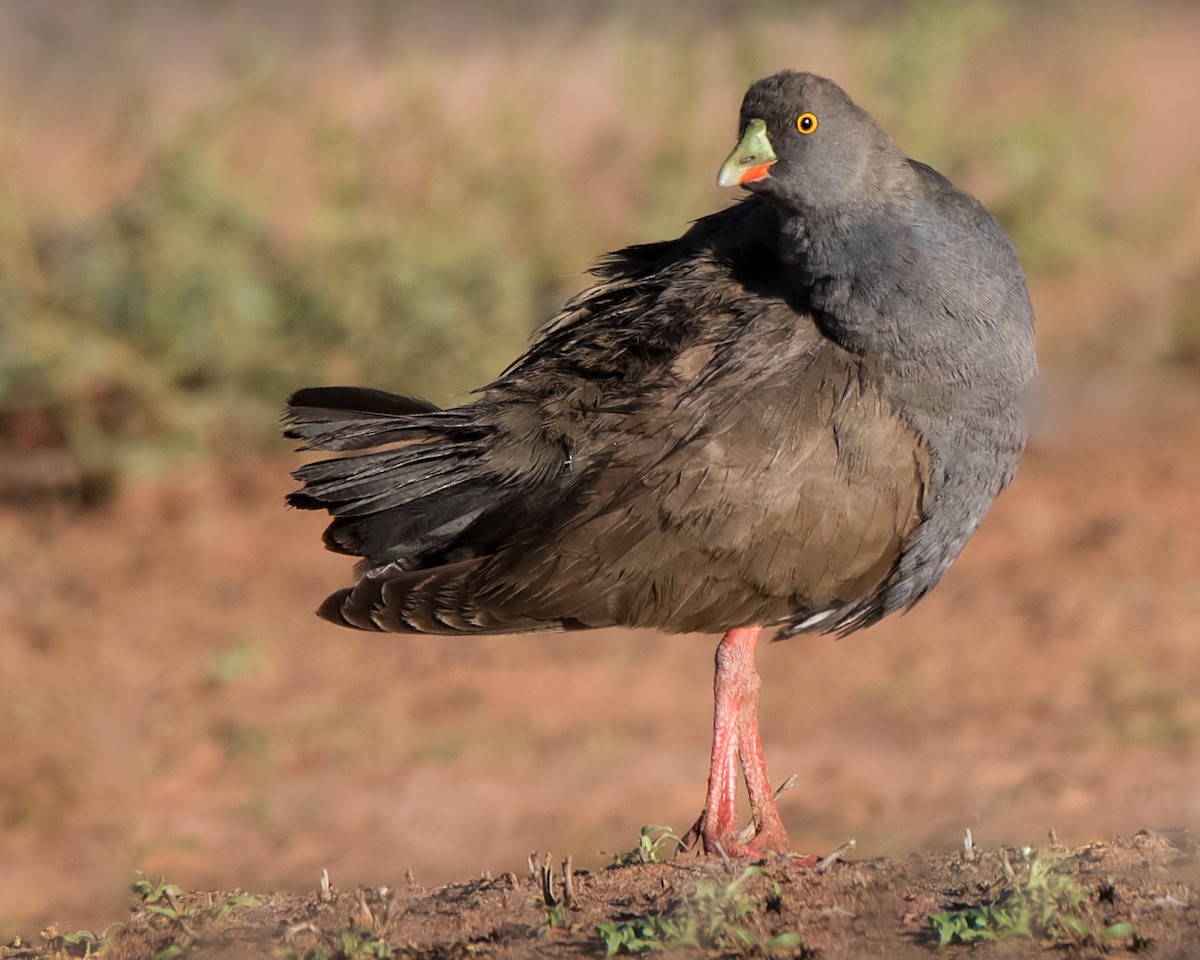 Rotfuß-Teichhuhn - ML99026241