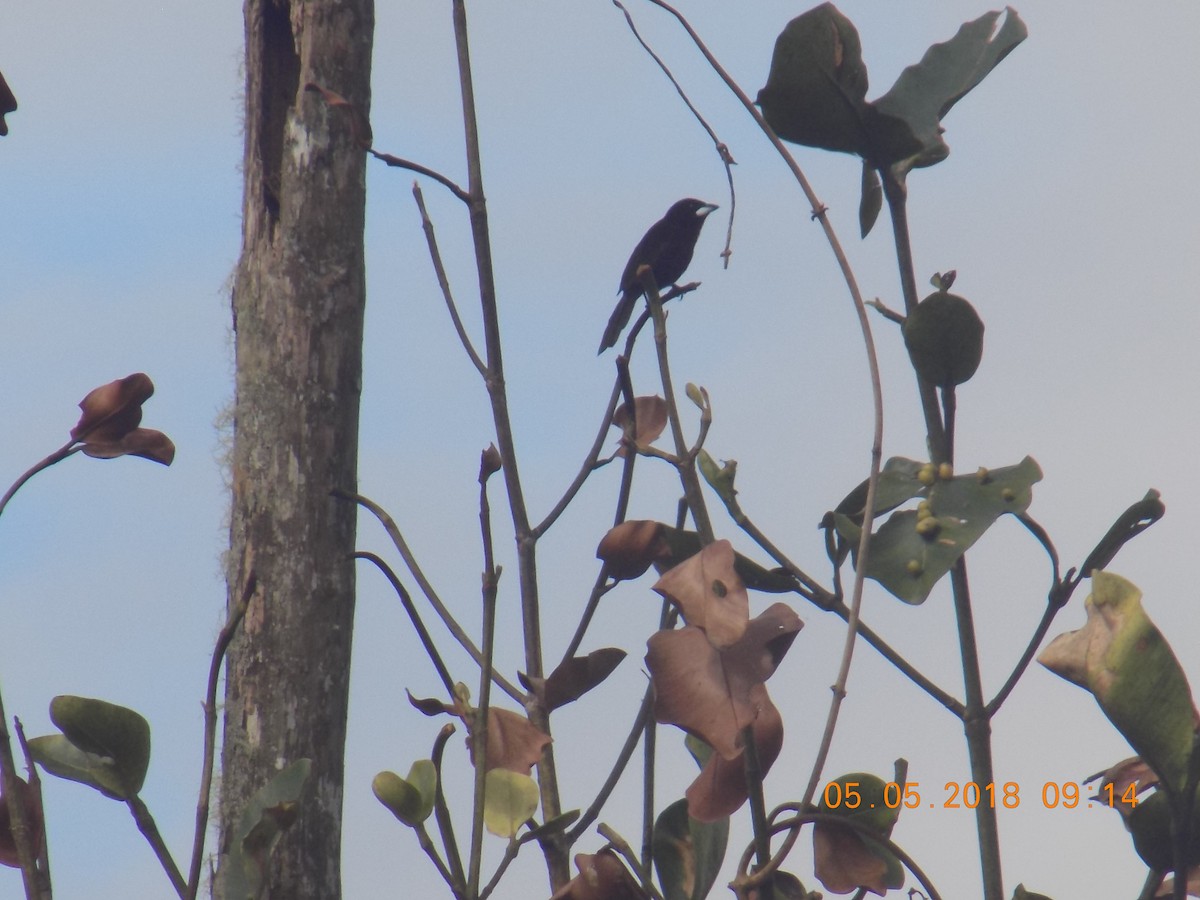 Silver-beaked Tanager - ML99026981