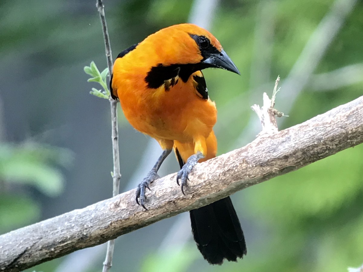 Altamira Oriole - ML99027701