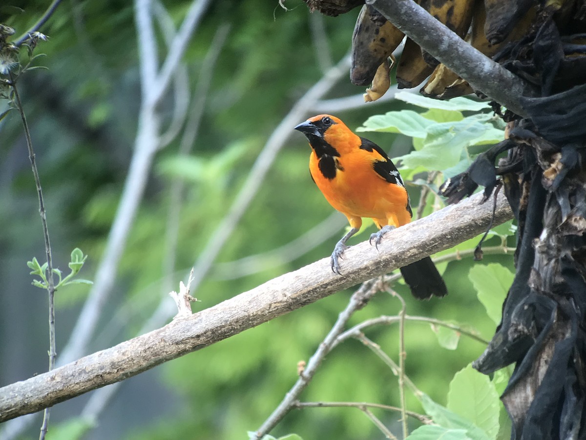 Altamira Oriole - ML99027721