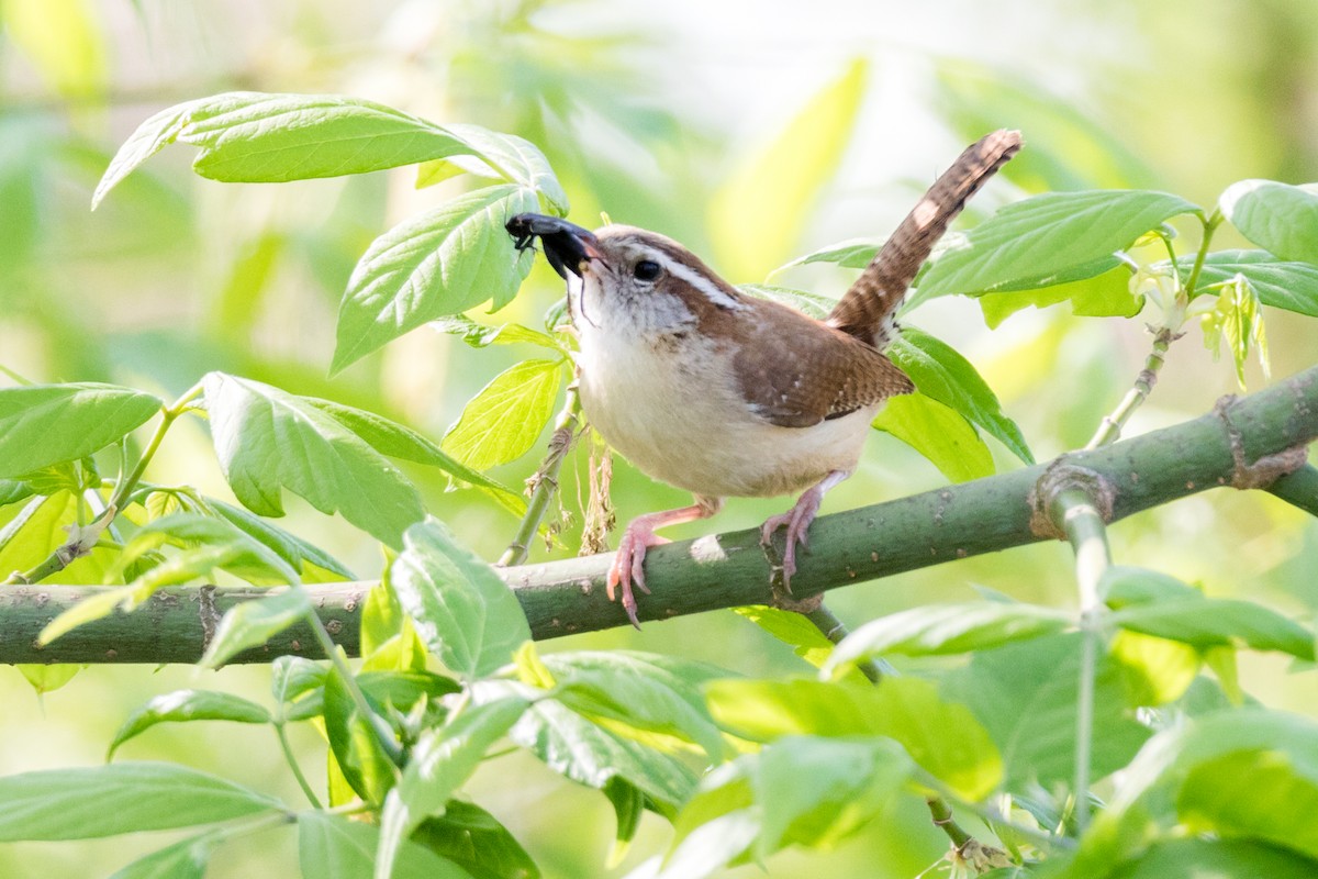 Carolina Wren - Brad Imhoff