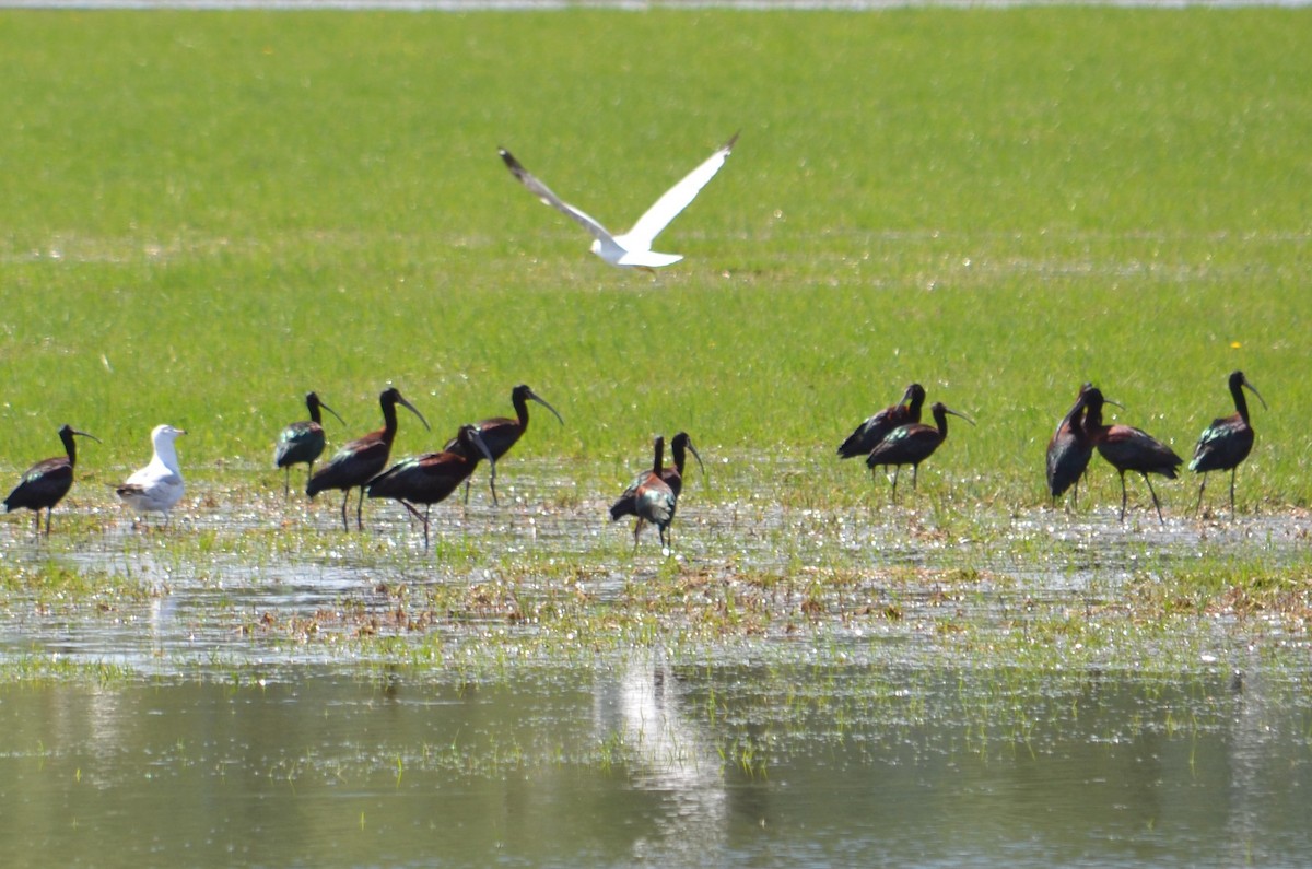 White-faced Ibis - ML99028431