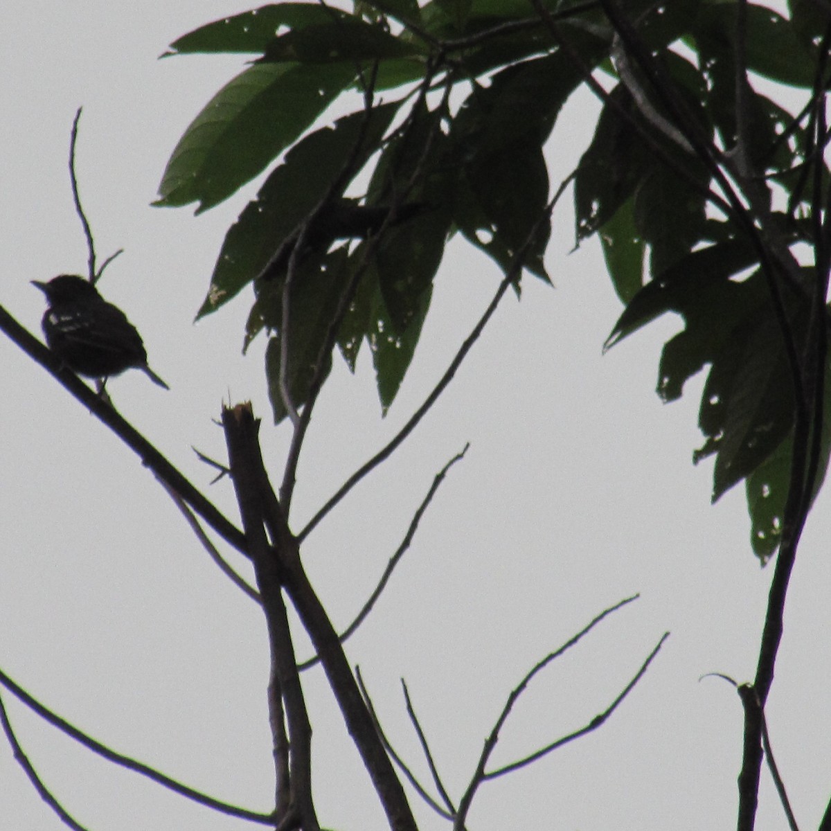 White-winged Becard - ML99028851