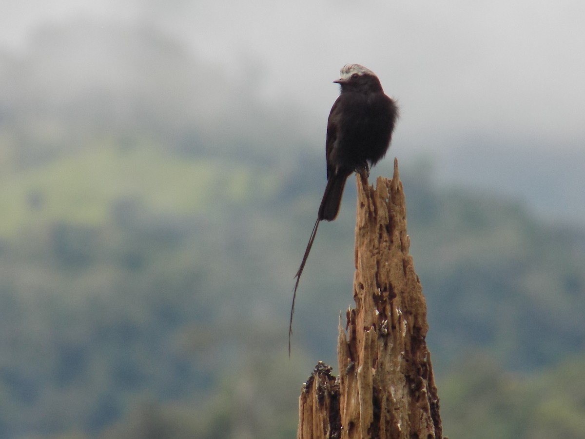 Long-tailed Tyrant - ML99030471