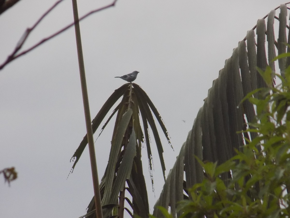 Palm Tanager - ML99030731