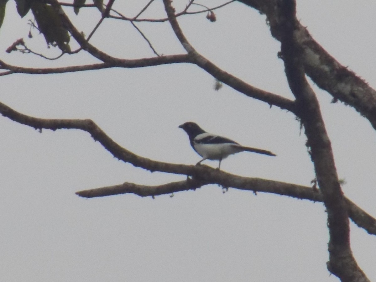 Magpie Tanager - ML99031071