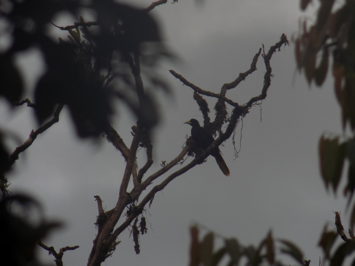 Crested Oropendola - ML99031211